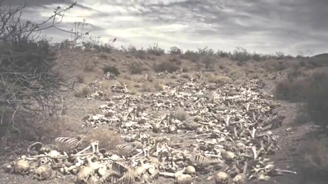 A picture containing outdoor, grass, ground, dry  Description automatically generated